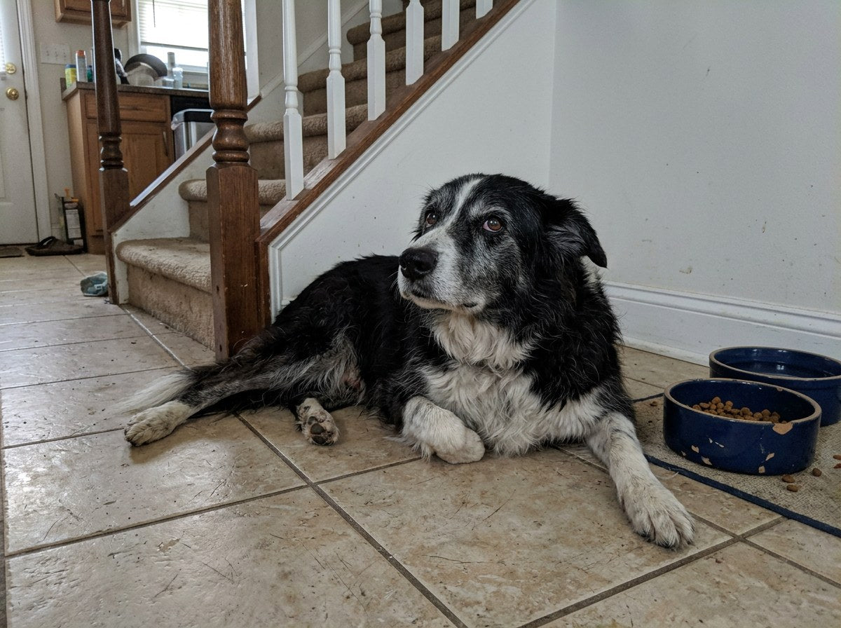 Stiff senior border collie lying by the stairs