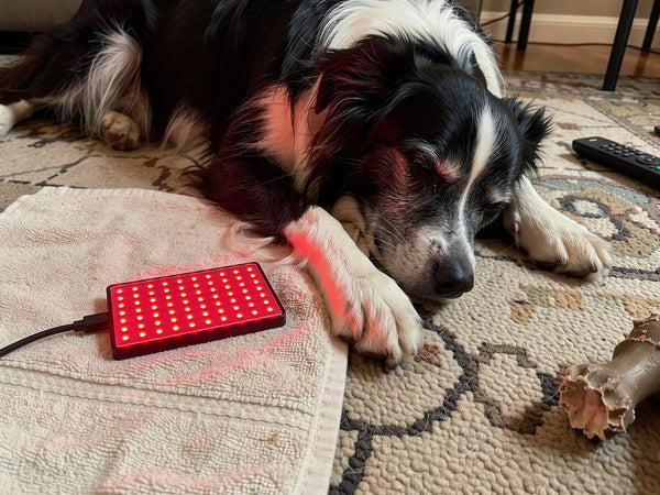 after 6 weeks of light in 20 dogs with stiff elbows, compared with a switched-off light