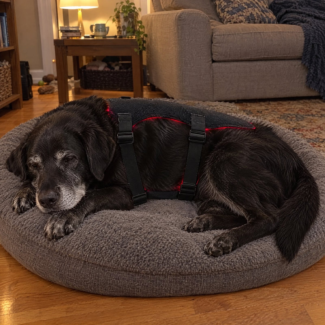 Senior lab dozing on its bed in the vest