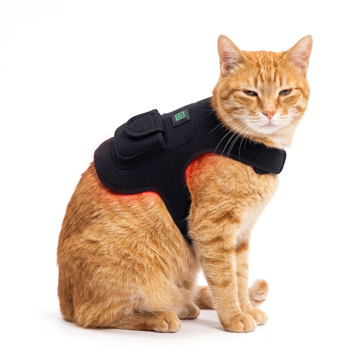 Cat Vest: made for cats