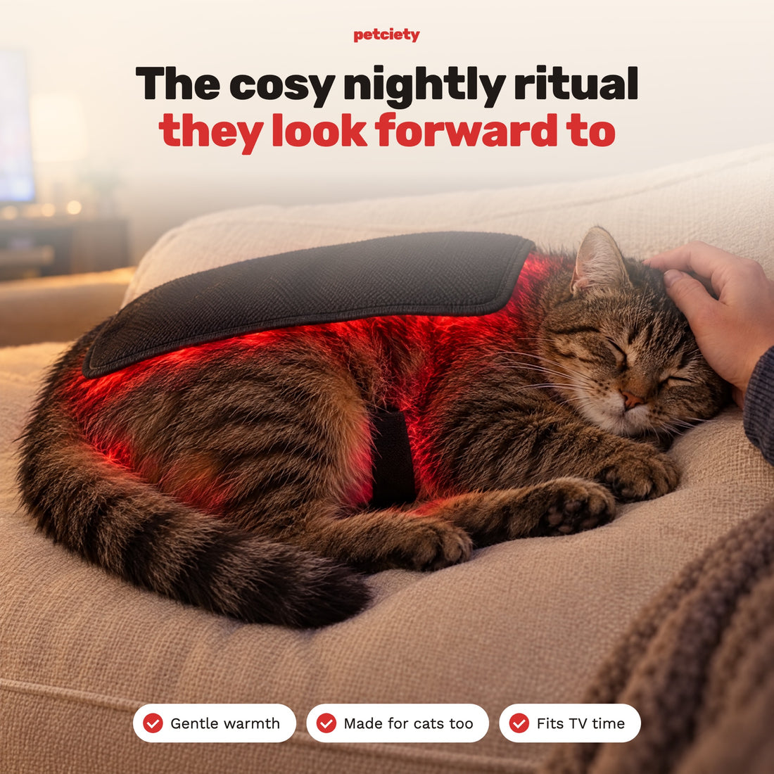 Cat relaxing with the Petciety back pad