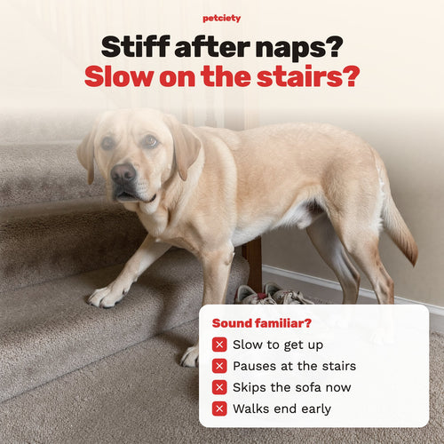 Stiff after naps, slow on the stairs: slow to get up, pauses at the stairs, skips the sofa, walks end early